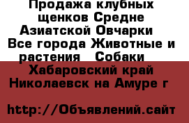 Продажа клубных щенков Средне Азиатской Овчарки - Все города Животные и растения » Собаки   . Хабаровский край,Николаевск-на-Амуре г.